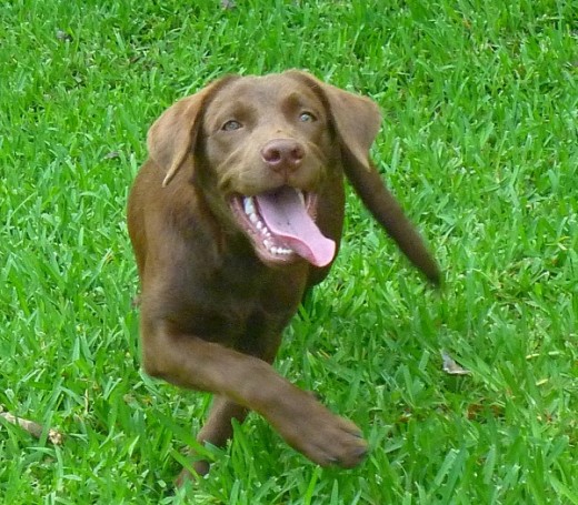 Luna, Labrador Retriver hembra 1 año